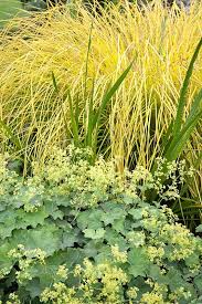Attēlu rezultāti vaicājumam “Carex elata flower”