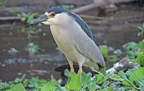Image result for Nycticorax nycticorax