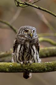 Attēlu rezultāti vaicājumam “Glaucidium passerinum”