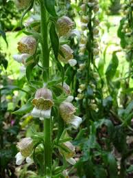 Image result for Digitalis lanata