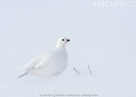 Attēlu rezultāti vaicājumam “Lagopus lagopus female”
