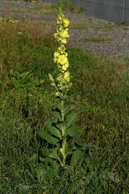 Image result for Verbascum phlomoides