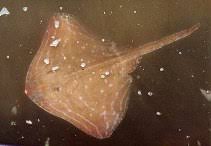 Image result for Raja polystigma