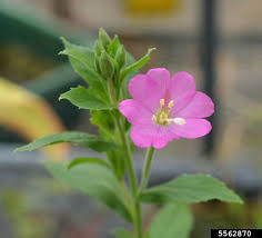 Attēlu rezultāti vaicājumam “Epilobium hirsutum”