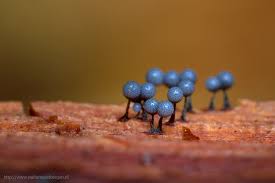 Attēlu rezultāti vaicājumam “Cribraria oregana”