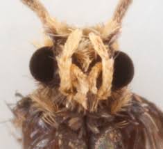 Attēlu rezultāti vaicājumam “Incurvaria praelatella”