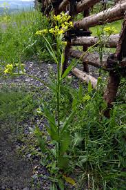 Attēlu rezultāti vaicājumam “Bunias orientalis”