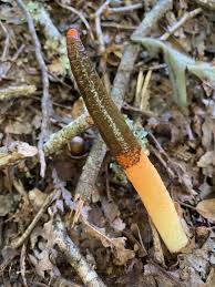 Attēlu rezultāti vaicājumam “Mutinus caninus”