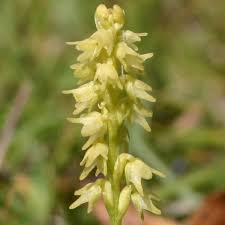 Attēlu rezultāti vaicājumam “Herminium monorchis leaf”