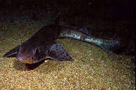 Image result for Scyliorhinus canicula