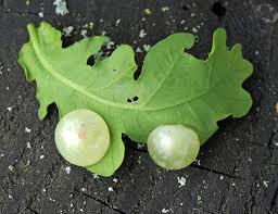 Attēlu rezultāti vaicājumam “Neuroterus quercusbaccarum”