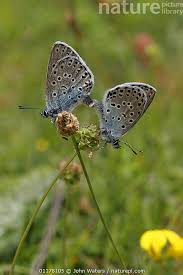 Attēlu rezultāti vaicājumam “Phengaris arion”