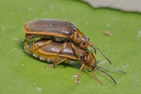 Attēlu rezultāti vaicājumam “Galerucella nymphaeae”