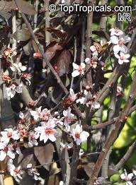 Attēlu rezultāti vaicājumam “Prunus cerasifera var. divaricata flower”