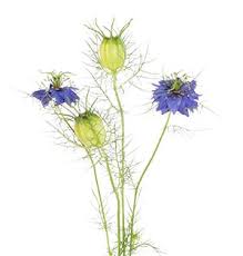 Image result for Nigella damascena