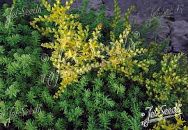 Attēlu rezultāti vaicājumam “Sedum sexangulare flower”