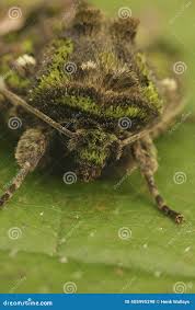 Attēlu rezultāti vaicājumam “Trachea atriplicis”