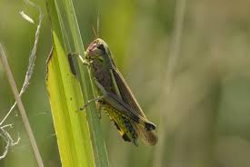 Attēlu rezultāti vaicājumam “Stethophyma grossum”