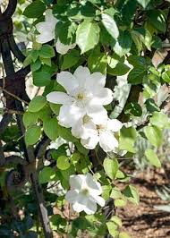 Attēlu rezultāti vaicājumam “Prunus domestica subsp. insitita”