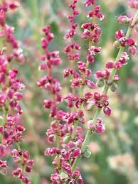 Attēlu rezultāti vaicājumam “Rumex acetosa flower”