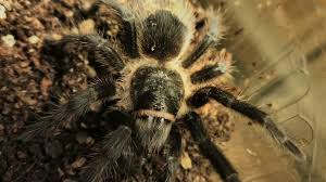 Znalezione obrazy dla zapytania Grammostola grossa