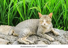 Attēlu rezultāti vaicājumam “Felis silvestris catus juvenile”