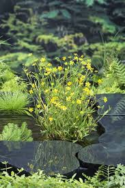 Attēlu rezultāti vaicājumam “Ranunculus flammula fruit”