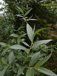 Attēlu rezultāti vaicājumam “Salix alba var. sericea”