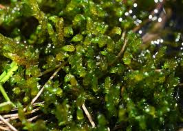 Attēlu rezultāti vaicājumam “Scorpidium scorpioides”