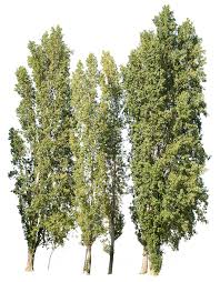 Attēlu rezultāti vaicājumam “Populus”