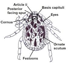 Attēlu rezultāti vaicājumam “Dermacentor reticulatus”