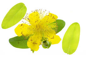 Attēlu rezultāti vaicājumam “Hypericum maculatum flower”