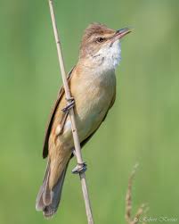 Image result for Acrocephalus arundinaceus