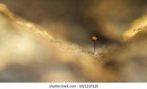 Attēlu rezultāti vaicājumam “Comatricha sp.”