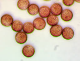 Attēlu rezultāti vaicājumam “Craterium aureonucleatum”