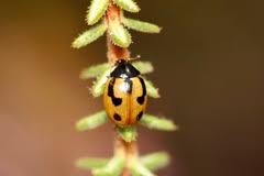 Attēlu rezultāti vaicājumam “Coccinella hieroglyphica”