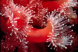 ผลการค้นหารูปภาพสำหรับ strawberry anemone