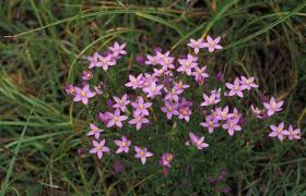 Attēlu rezultāti vaicājumam “Centaurium littorale leaf”