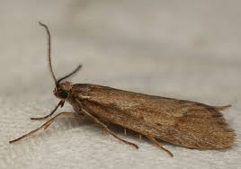 Attēlu rezultāti vaicājumam “Diurnea lipsiella”