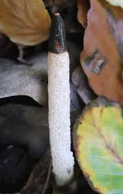 Attēlu rezultāti vaicājumam “Mutinus caninus”