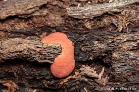 Attēlu rezultāti vaicājumam “Cribraria aurantiaca”