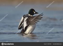 Attēlu rezultāti vaicājumam “Bucephala clangula male”