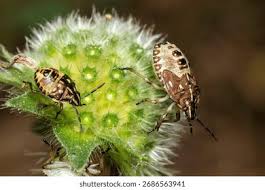 Attēlu rezultāti vaicājumam “Carpocoris sp. nymph”