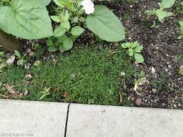 Attēlu rezultāti vaicājumam “Sagina procumbens leaf”