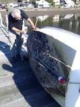 File:Boat fouling organisms (4875278100).jpg - Wikimedia Commons - via Daymix