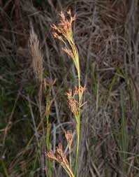 Attēlu rezultāti vaicājumam “Cladium mariscus”