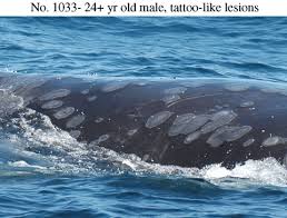 Image result for Eubalaena glacialis