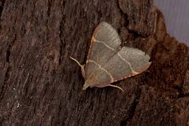 Attēlu rezultāti vaicājumam “Hypsopygia glaucinalis”