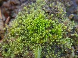 Attēlu rezultāti vaicājumam “Lophozia ascendens”