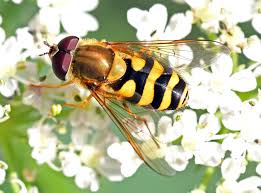 Attēlu rezultāti vaicājumam “Syrphus sp.”